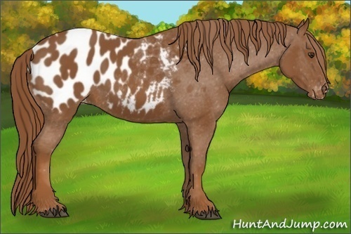 Horse Color:Chestnut Appaloosa