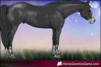 Horse Color:Black and Black Splash