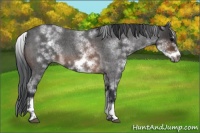 Horse Color:White Spotted Brown Roan Frame 