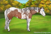Horse Color:Bay Splash Tobiano Appaloosa  and Silver Bay Splash Tobiano Appaloosa 