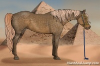 Horse Color:Chocolate Palomino Roan 