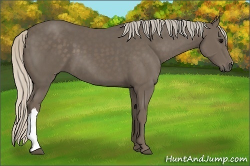 Horse Color:Silver Black 