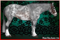 Horse Color:White Spotted Brown Roan Frame