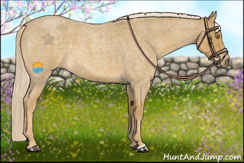 Horse Color:Palomino Roan 
