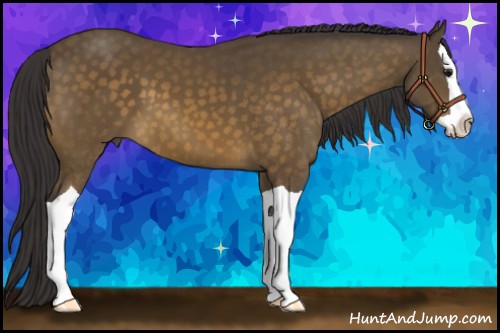 Horse Color:Buckskin Splash 