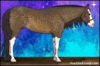 Horse Color:Buckskin Splash 