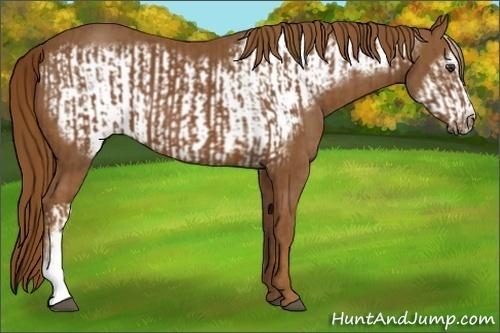 Horse Color:Chestnut and Chestnut Frame