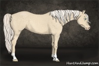 Horse Color:Cremello 