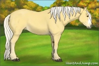 Horse Color:Palomino 