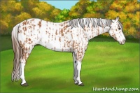 Horse Color:Bay Splash Tobiano Appaloosa  and Bay Splash Tobiano Frame Appaloosa 