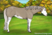 Horse Color:Silver Grullo Splash