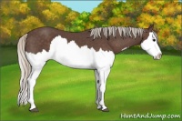 Horse Color:Silver Black Splash