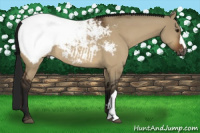 Horse Color:Gray Bay Dun Appaloosa Rabicano