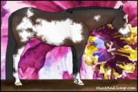 Horse Color:Brown Sabino Frame Varnish