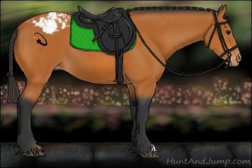 Horse Color:Bay Appaloosa 