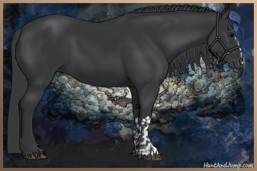 Horse Color:Black  and Black 