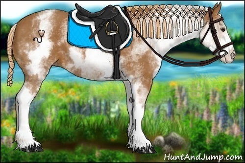 Horse Color:White Spotted Chestnut 