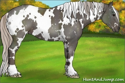 Horse Color:White Spotted Silver Black 