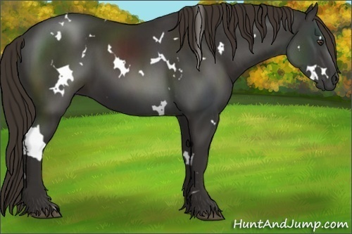 Horse Color:White Spotted Liver Chestnut 