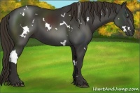 Horse Color:White Spotted Liver Chestnut 