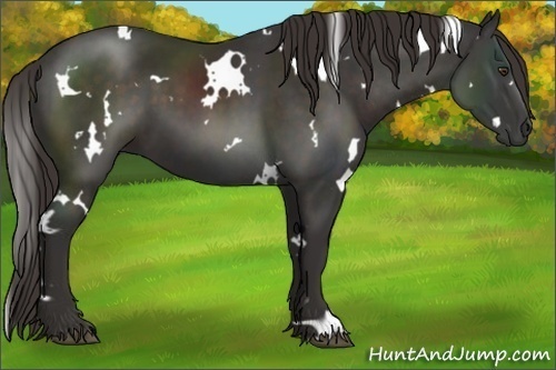 Horse Color:White Spotted Liver Chestnut