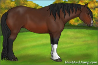 Horse Color:Gray Bay 