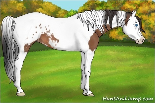 Horse Color:Bay Splash Tobiano Blanket 