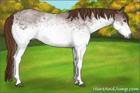 Horse Color:Gray White Spotted Red Roan