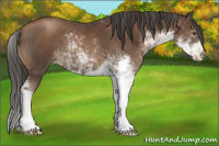 Horse Color:Gray Black Pearl Sabino 