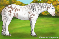 Horse Color:Gray White Spotted Silver Classic Champagne Splash Appaloosa 