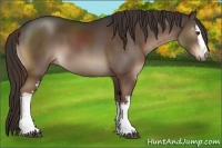 Horse Color:White Spotted Liver Chestnut 