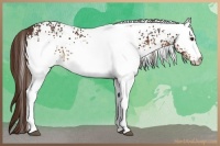 Horse Color:White Spotted Liver Chestnut 