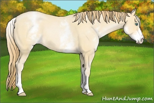 Horse Color:White Spotted Smoky Black Pearl Sabino Rabicano 