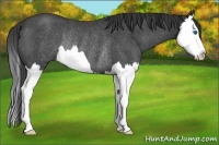 Horse Color:Blue Roan Splash Rabicano