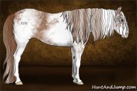 Horse Color:White Spotted Chestnut Sabino