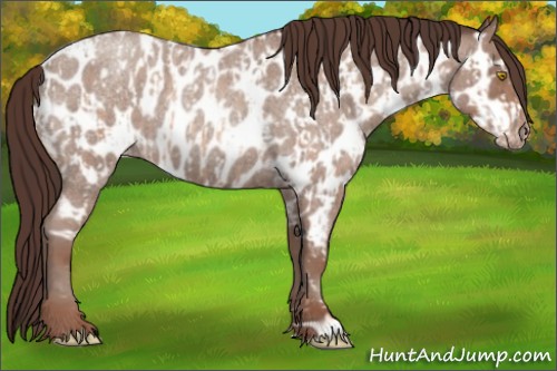 Horse Color:Sable Champagne Roan Near Leopard and Classic Champagne Roan Near Leopard