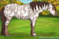 Horse Color:Sable Champagne Roan Near Leopard and Classic Champagne Roan Near Leopard