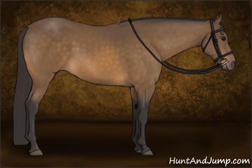 Horse Color:Buckskin 