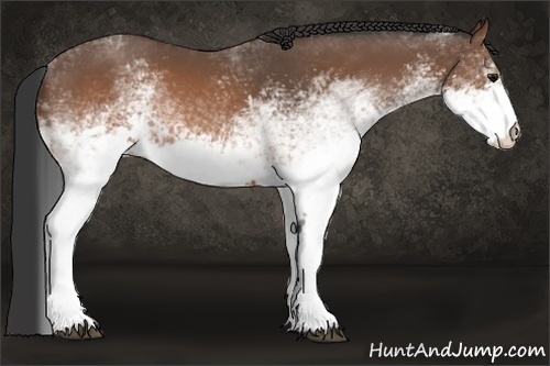 Horse Color:White Spotted Brown 