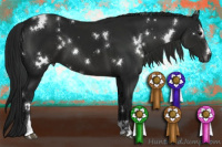 Horse Color:Gray White Spotted Black Sabino 