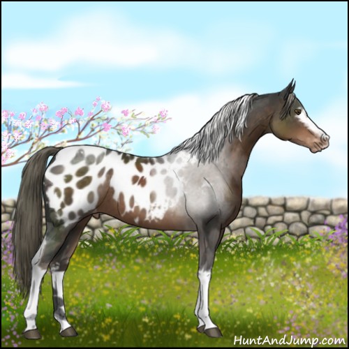 Horse Color:White Spotted Liver Chestnut Mushroom Tobiano Blanket Rabicano