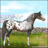 Horse Color:White Spotted Liver Chestnut Tobiano Appaloosa Rabicano
