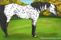 Horse Color:Black Appaloosa