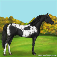 Horse Color:Gray Grullo Blanket Rabicano  and Gray Black 