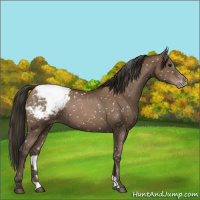 Horse Color:Gray Black Pearl Appaloosa