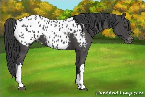 Horse Color:Black Appaloosa