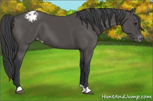 Horse Color:Black Appaloosa 