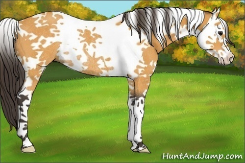 Horse Color:Buckskin Splash Tobiano Rabicano 