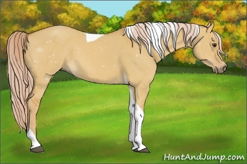 Horse Color:Palomino Dun Tobiano