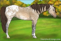 Horse Color:Bay Ice Dun Appaloosa 